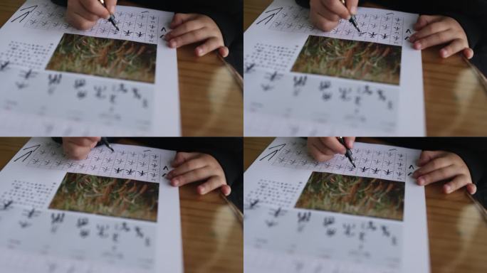 幼儿写汉字写汉字学习甲骨文篆书楷书素材