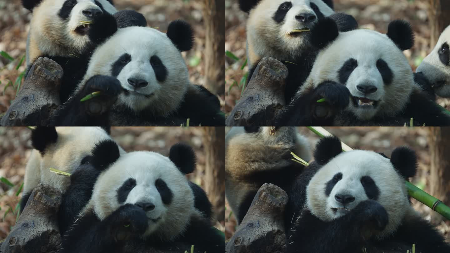 特写国宝大熊猫吃竹子