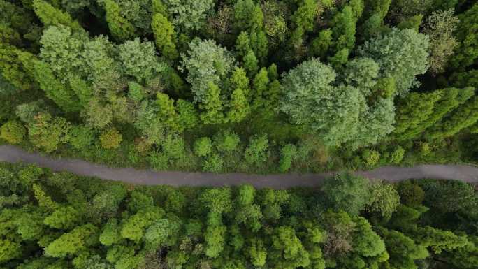 航拍森林 森林小路 小道