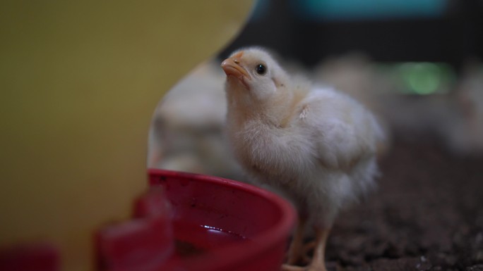 小鸡从喂鸡器中喝水视频