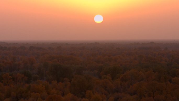 新疆秋景 航拍胡杨林 夕阳 落日