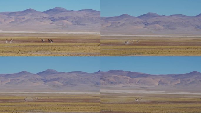 西藏阿里草原上奔跑的藏野驴群