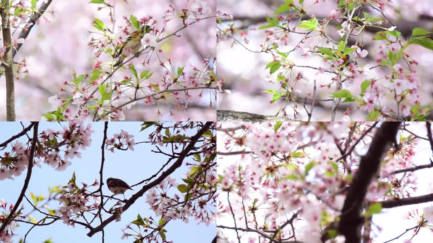 燕雀在绯樱树上