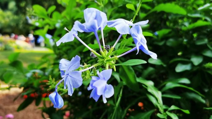 仙湖植物园花卉大全蓝雪花