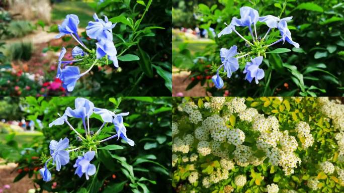 仙湖植物园花卉大全蓝雪花