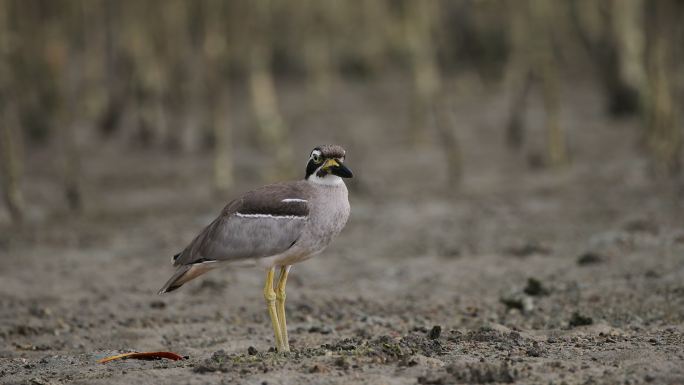 厚膝鸟：成年海滩厚膝鸟，也称海滩石卷尾鸟（Esacus magnirostris）。