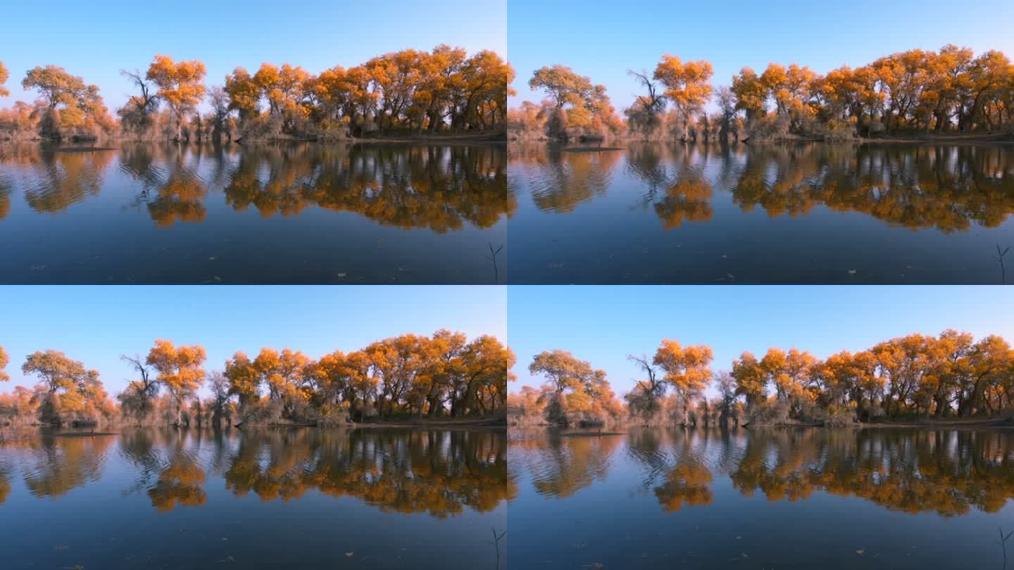 新疆秋景 湖边胡杨林 蓝天 水波 延时