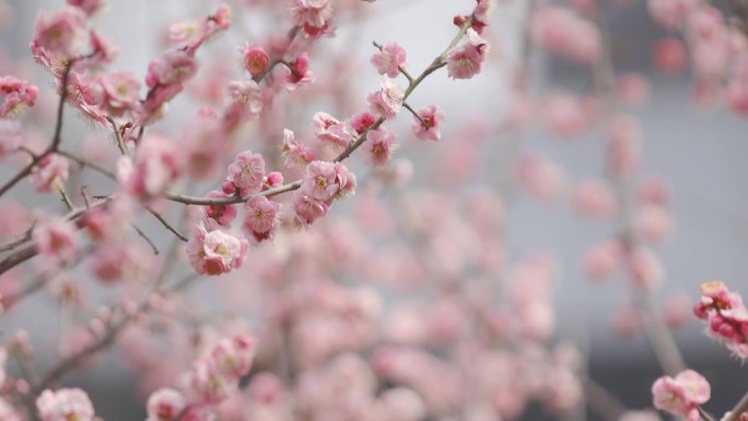 粉色樱花，美丽，生命力，蜜蜂，震撼