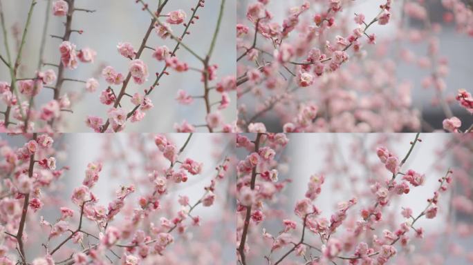 粉色樱花，美丽，生命力，蜜蜂，震撼