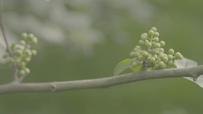 青花椒