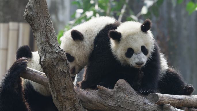 国宝大熊猫一家子在一起玩耍可爱熊猫宝宝