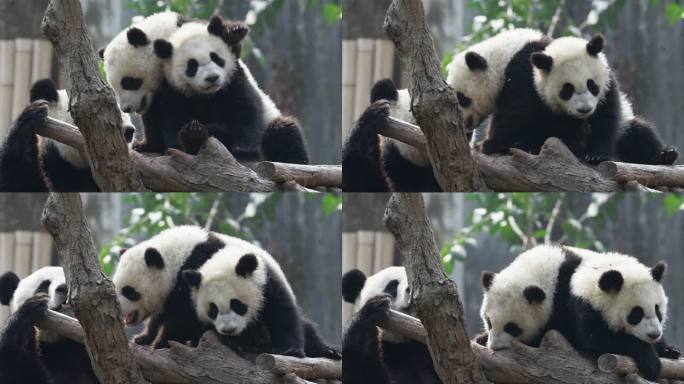 国宝大熊猫一家子在一起玩耍可爱熊猫宝宝
