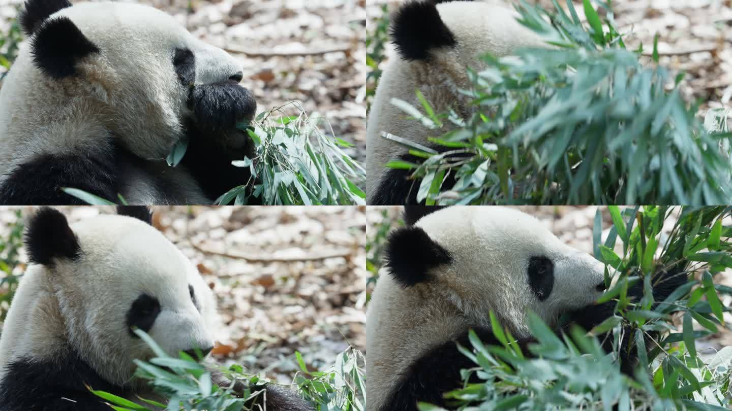 成都大熊猫吃竹叶特写