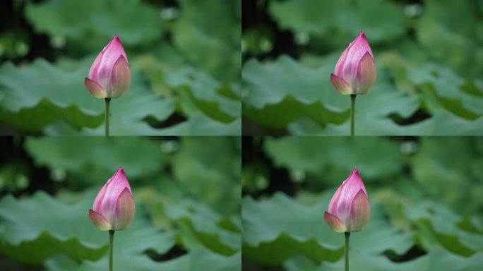 池塘里的荷花池塘荷花唯美莲花荷叶