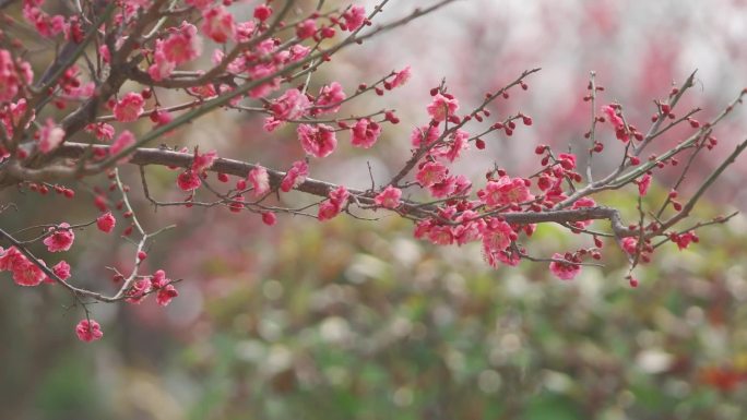 红色樱花，特写，生命力，蜜蜂，唯美，写意