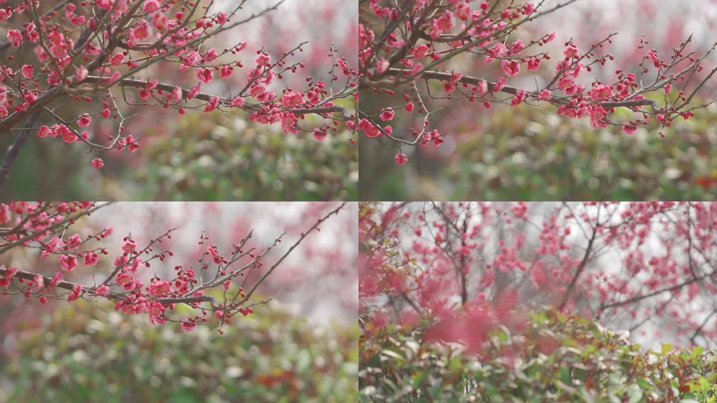 红色樱花，特写，生命力，蜜蜂，唯美，写意