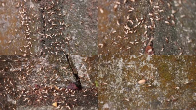实拍蚂蚁 慢动作 蚂蚁生活