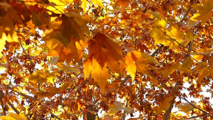 秋季 金色 梧桐树叶 果实 树叶飘落