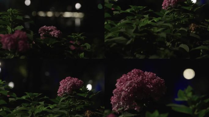 夜晚月光下绣球花