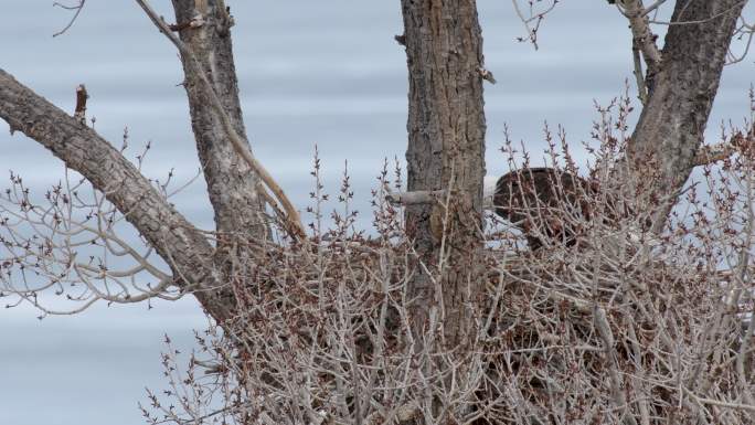 秃鹰到巢野生动物湖泊湖水生态环保环境小鸟