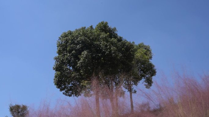 温岭植物园粉黛乱子草视频素材C0138