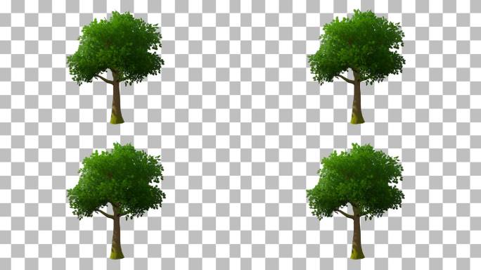 树木免抠动态素材