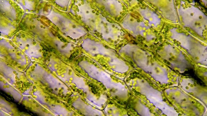 显微镜放大40倍观察水生植物细胞