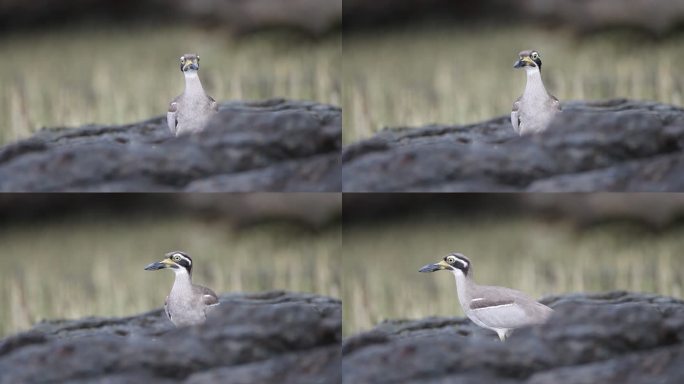 厚膝鸟：成年海滩厚膝鸟，也称海滩石卷尾鸟（Esacus magnirostris）。