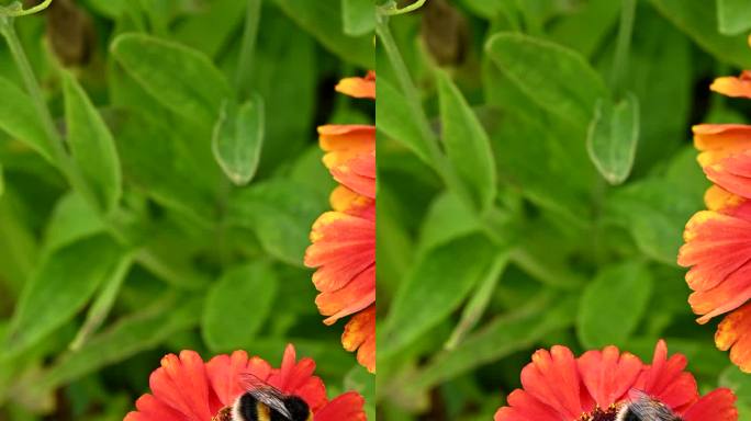 黄尾蜜蜂从花上采集花粉