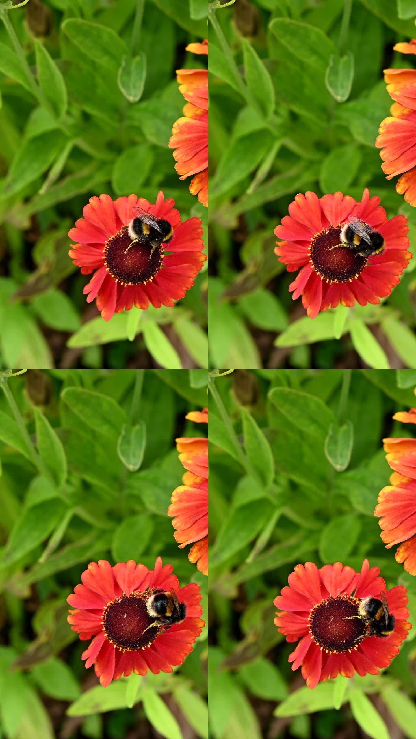 黄尾蜜蜂从花上采集花粉