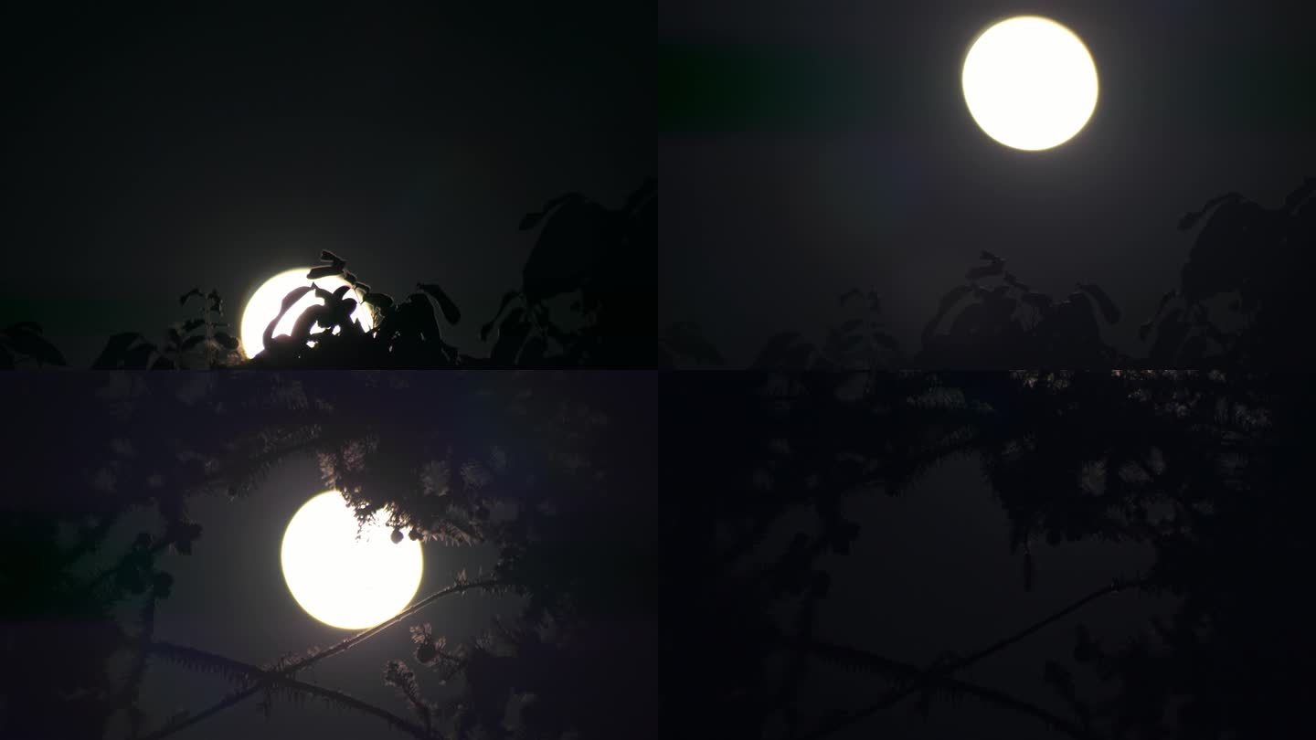夜晚月亮从树梢升起