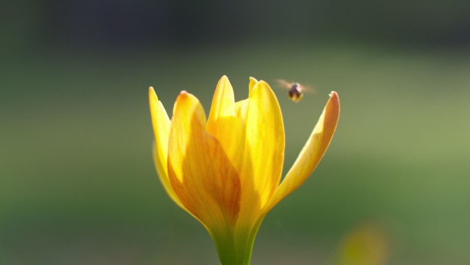 无刺蜜蜂或小蜜蜂的近景是一种帮助授粉的昆虫。使农民有好的产品。