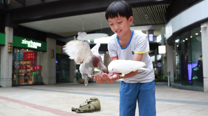 男孩喂鸽子白鸽养鸽孩子与鸽