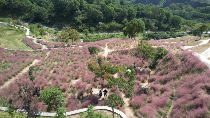 温岭植物园粉黛乱子草航拍DJI_0036