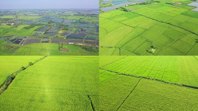 原创4K 湖北 汉川 农村田地航拍