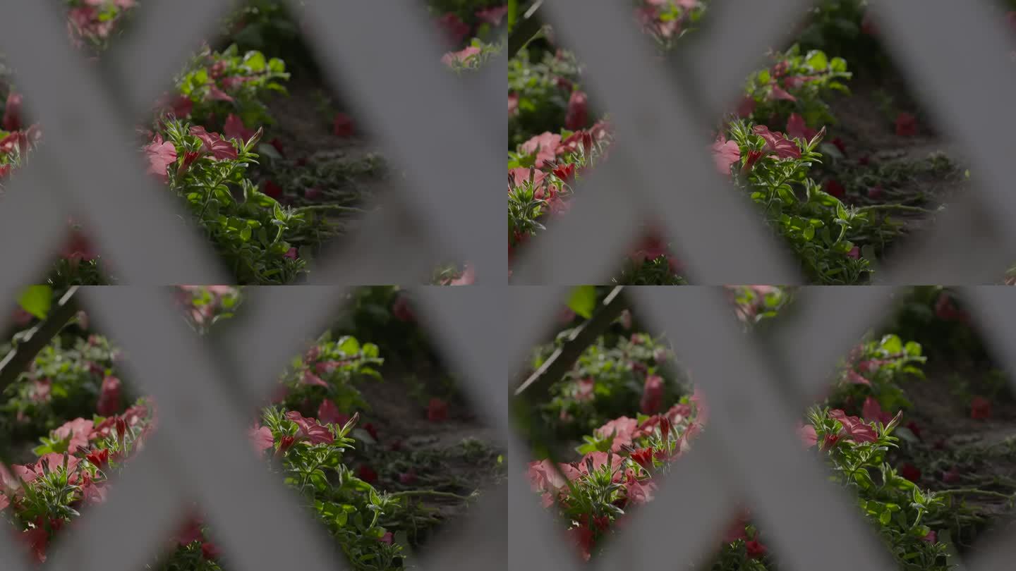 透过栏栅看花庭院围墙里的花园鲜花开花怒放