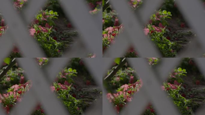 透过栏栅看花庭院围墙里的花园鲜花开花怒放
