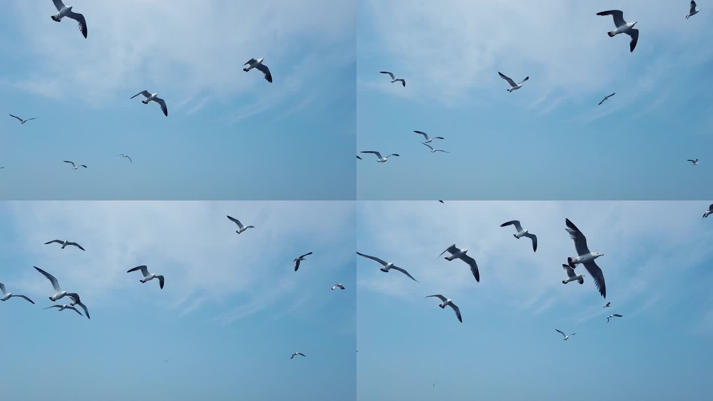 海鸥高清实拍海上飞鸟