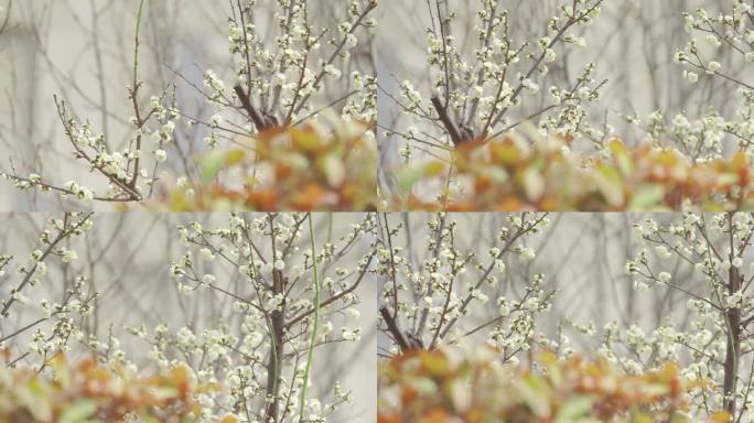 黄色小花朵，春天，生命力，初春，梅花樱花