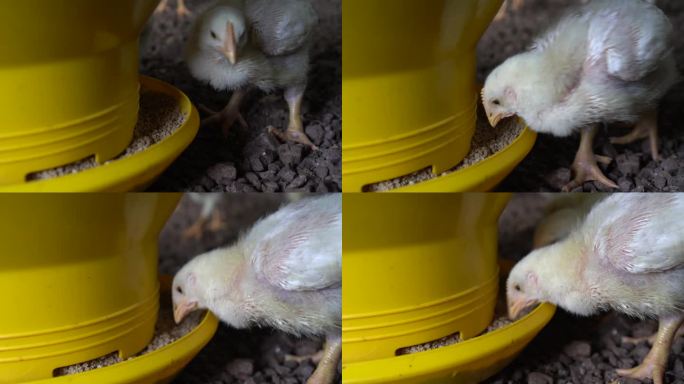 喂鸡器饲养的小鸡进食视频