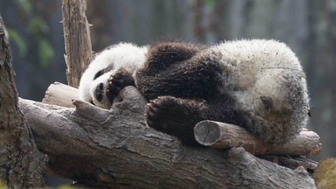 大熊猫幼崽睡觉两只熊猫玩耍