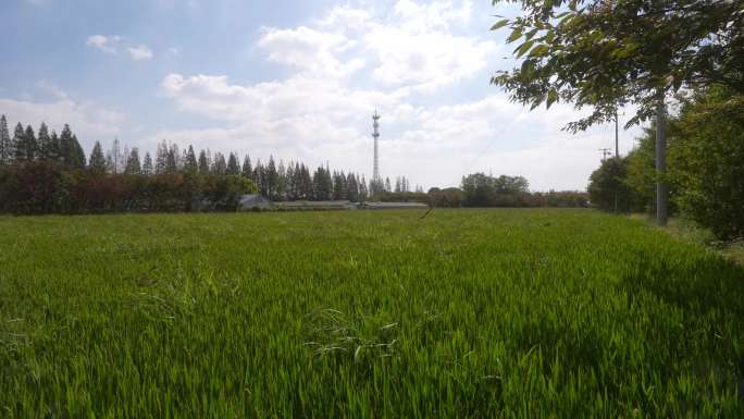 水稻糯米种植基地