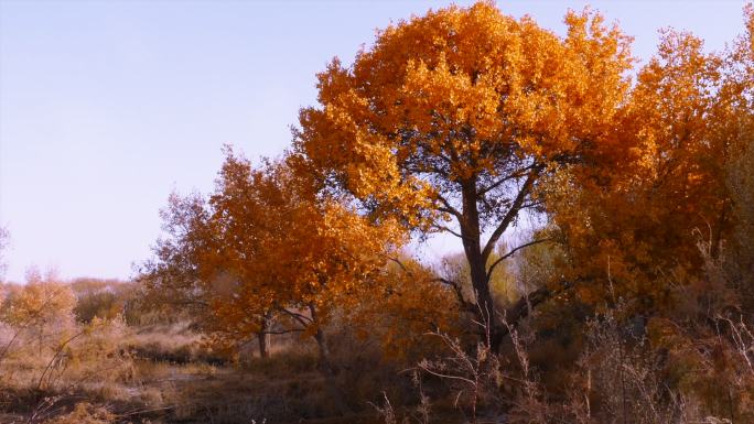 秋季 金色胡杨 野外胡杨树