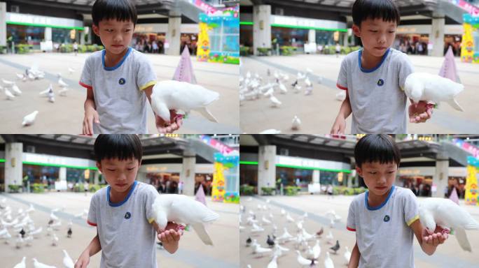 男孩喂鸽子人与动物友好