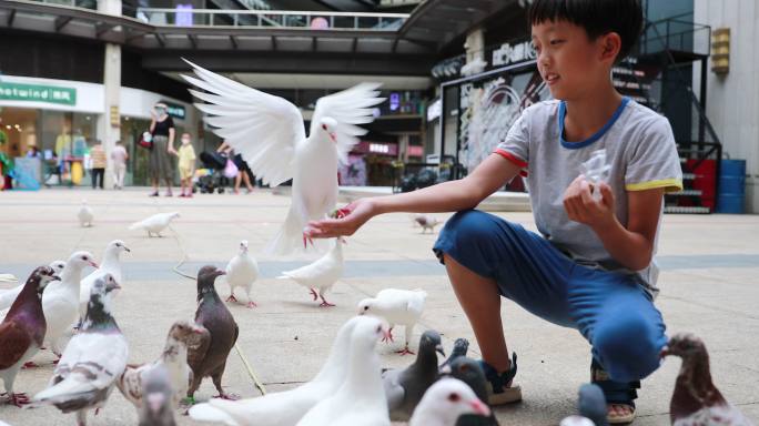 男孩喂鸽子男孩喂鸽子