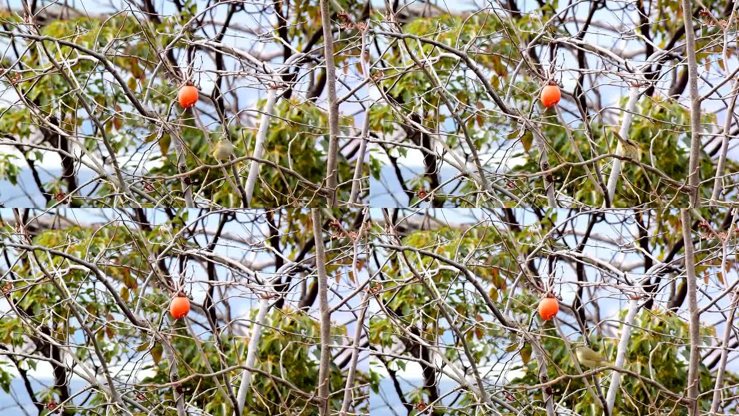 黄莺吃柿子