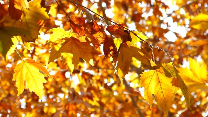 秋季 金色 梧桐树 阳光透过树叶