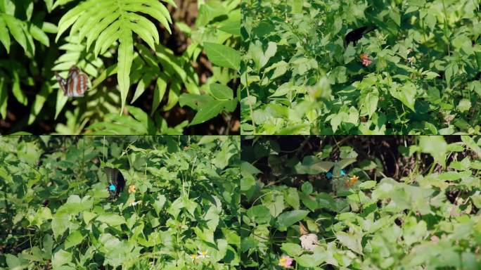 4K 蝴蝶 草丛 吸食 花蜜 慢镜 抓拍