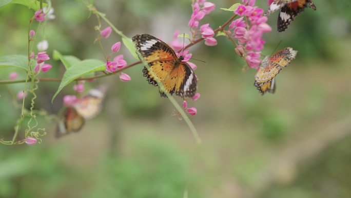 一群橙色的蝴蝶正在从粉红色的花丛中喝花蜜。