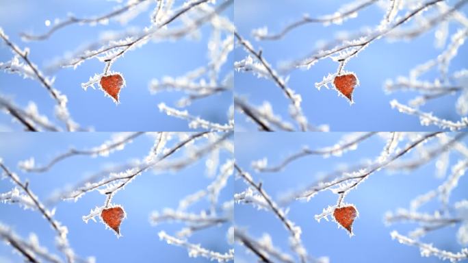 雪枝红叶摇曳